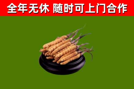 新华烟酒回收冬虫夏草.jpg